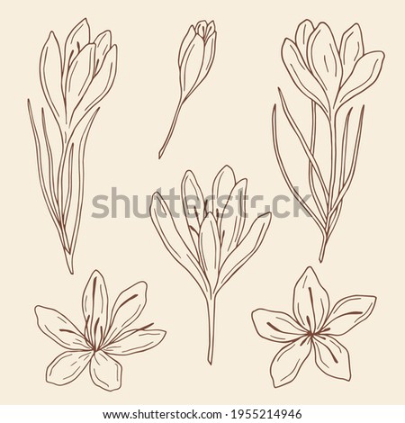 Hand drawn saffron illustration. Botanical design