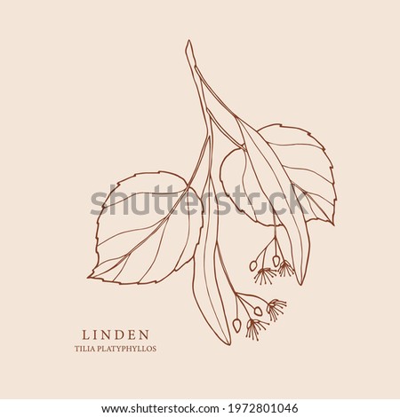 Hand drawn linden twig illustration