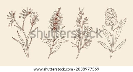 Hand drawn kangaroo paw, bottlebrush, boronia, banksia. Australian native flowers