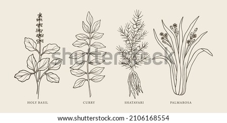 Hand drawn holy basil, curry, shatavari, palmarosa