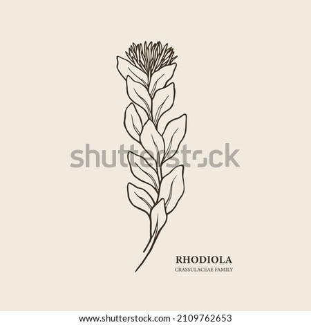 Hand drawn rhodiola branch illustration