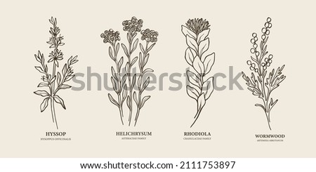 Set of hand drawn hyssop, helichrysum, rhodiola, wormwood