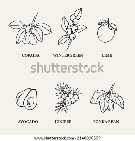 Set of line art essential oil plants 