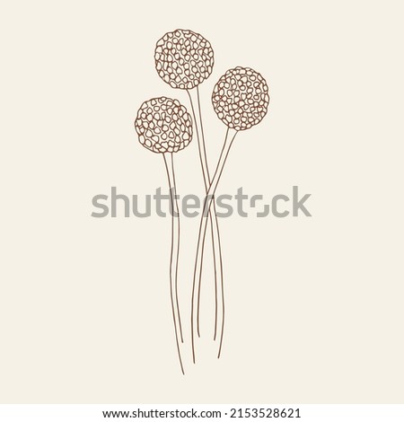 Hand drawn craspedia flower illustration. Australian native plant