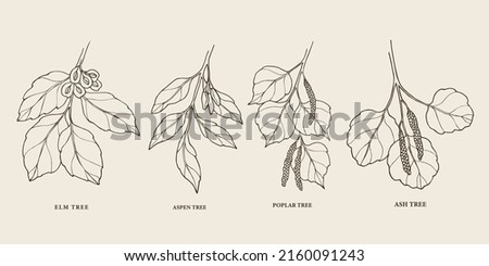 Set of hand drawn tree branches. Elm, ash, poplar, aspen