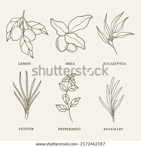 Set of hand drawn essential oil and cosmetic plants. Lemon, shea, eucalyptus, vetiver, mint, rosemary