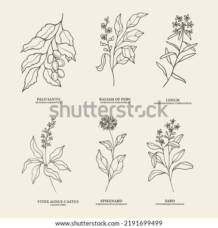 Hand drawn essential oil plants. Palo santo, Peru balsam, ledum, vitex, spikenard, saro illustration