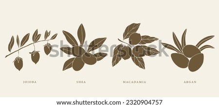Hand drawn jojoba, argan, shea, macadamia nuts