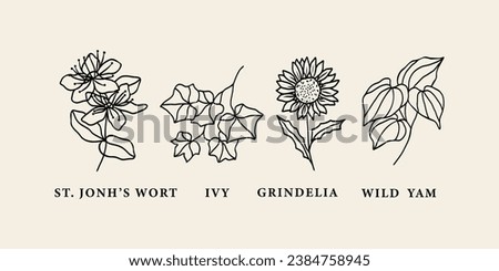 Line art st. john's wort, ivy, grindelia, wild yam