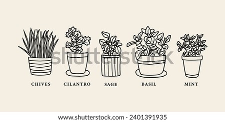 Hand drawn herbs in pots. Chives, mint, cilantro, sage, basil
