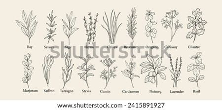 Hand drawn herbs and spices collection