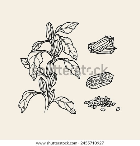 Line art sesame plant illustration