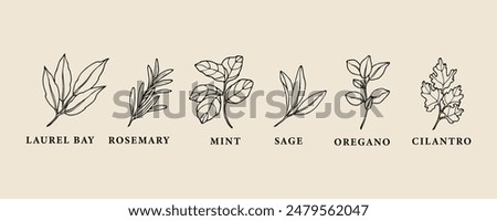 Hand drawn herbs and spices collection