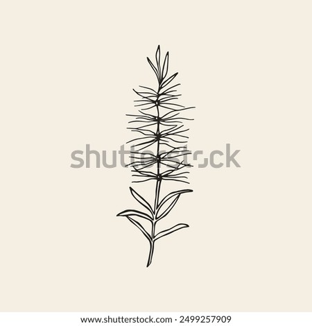 Hand drawn bottlebrush illustration. Australian native flower