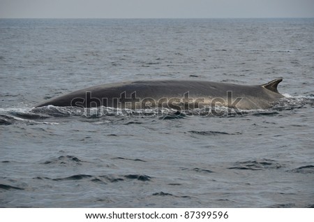Fin Whale/Fin Whale/Fin Whale Swimming on the Pacific