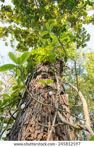 teak wood tree with vine view from below