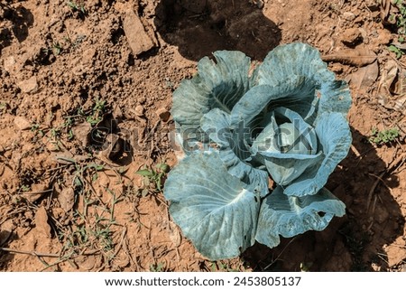 Similar – Foto Bild Wirsing in umweltfreundlicher Stofftasche. Wiederverwendbare Einkaufstasche