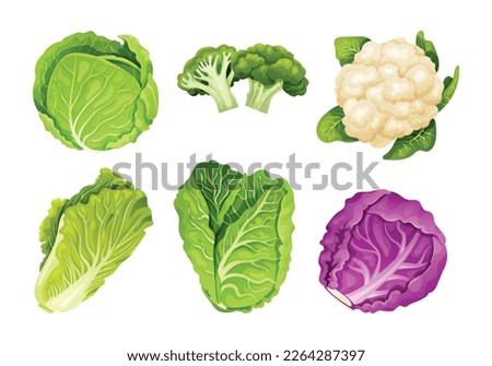Set of cabbage in different types isolated on white. Vector illustration 