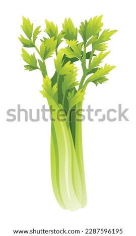 Celery vector illustration. Fresh vegetable isolated on white background