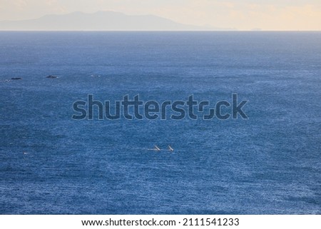 Window surfing gliding through the wide blue sea