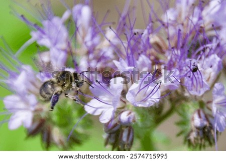 Similar – Image, Stock Photo bee flight Environment