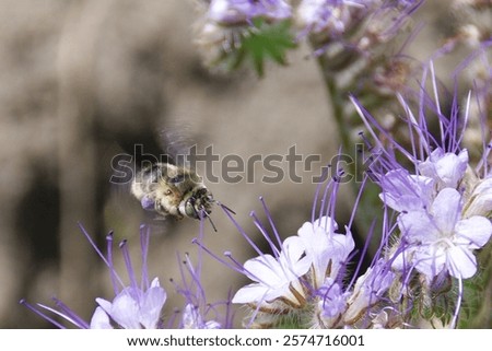 Similar – Image, Stock Photo bee flight Environment