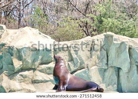 Sea lion on rocks.