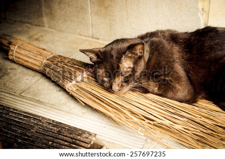 Old cat relaxing on a witches broomstick.Concept / Black cat with witches broomstick /Old cat with witch\'s broomstick (cat, broomstick, witch)