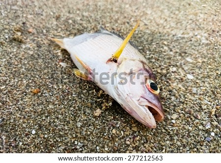 Dead fish on the beach. Water pollution concept/Dead fish on the beach/ Dead fish on the beach. Close up (dead, fish, pollution)