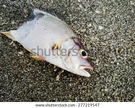 Dead fish on the beach. Water pollution concept/Dead fish on the beach/ Dead fish on the beach. Close up (dead, fish, pollution)