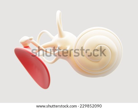 Inner ear structure