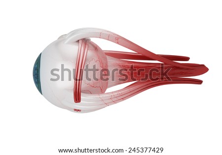 Human Eye Structure Stock Photo 245377429 : Shutterstock