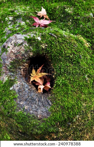 Autumn leaves in a tree hole covered by moss