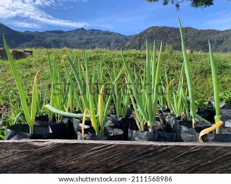 Papua, Indonesia Januari 24, 2022. Lush plantation in the mountains