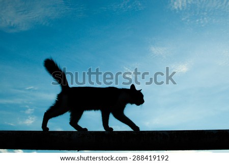 Cat silhouette