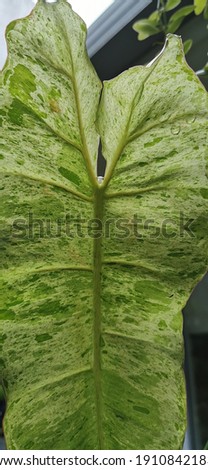the leaf bsd