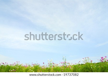 Field of Cosmos Flowers and sky