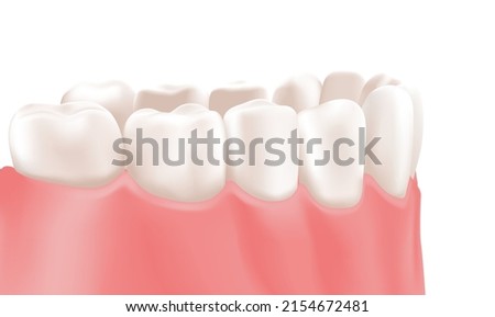 Healthy Clean Teeth and Gums of Lower Jaw. The Side of the Denture. Isolated Model for Dental Education and Dentist. Realistic style. White Background. Vector illustration for Dental Care and Medicine