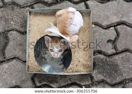 Image of orange cat with veterinary cone on its head sit in sand tray, after surgery.