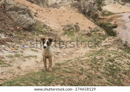 a dirty dog at Fairy stream,Vietnam