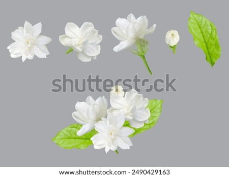 Single white jasmine flower, Thai jasmine, Mother's Day, white background, cutout with clipping path