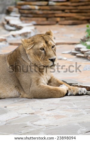 Yellow lion female of grey stone floor