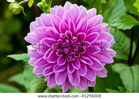 Lilac round flower of dahlia on a green background