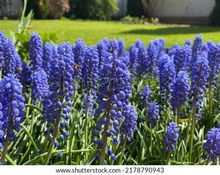 Similar – Image, Stock Photo Dreamy grape hyacinth
