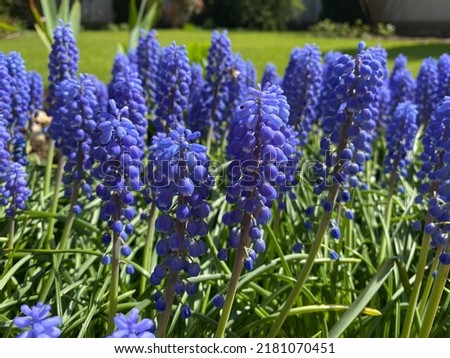 Similar – Image, Stock Photo Dreamy grape hyacinth