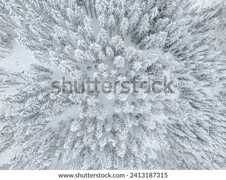 Similar – Image, Stock Photo Winter forest with snowy trees