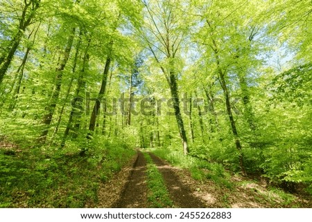 Similar – Image, Stock Photo Path through the green in spring