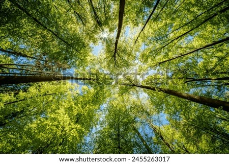 Image, Stock Photo Looking through the woods to a boat on a lake in the mountains with still reflection