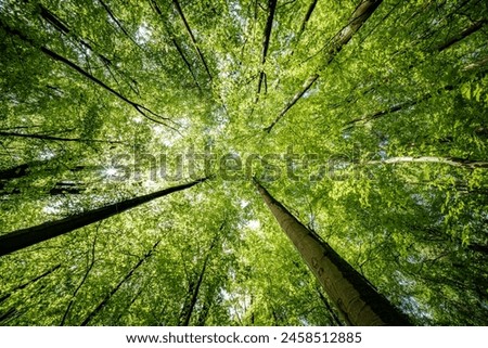Similar – Image, Stock Photo Sun rays in tree near a farm