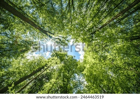 Image, Stock Photo Various plants in forest